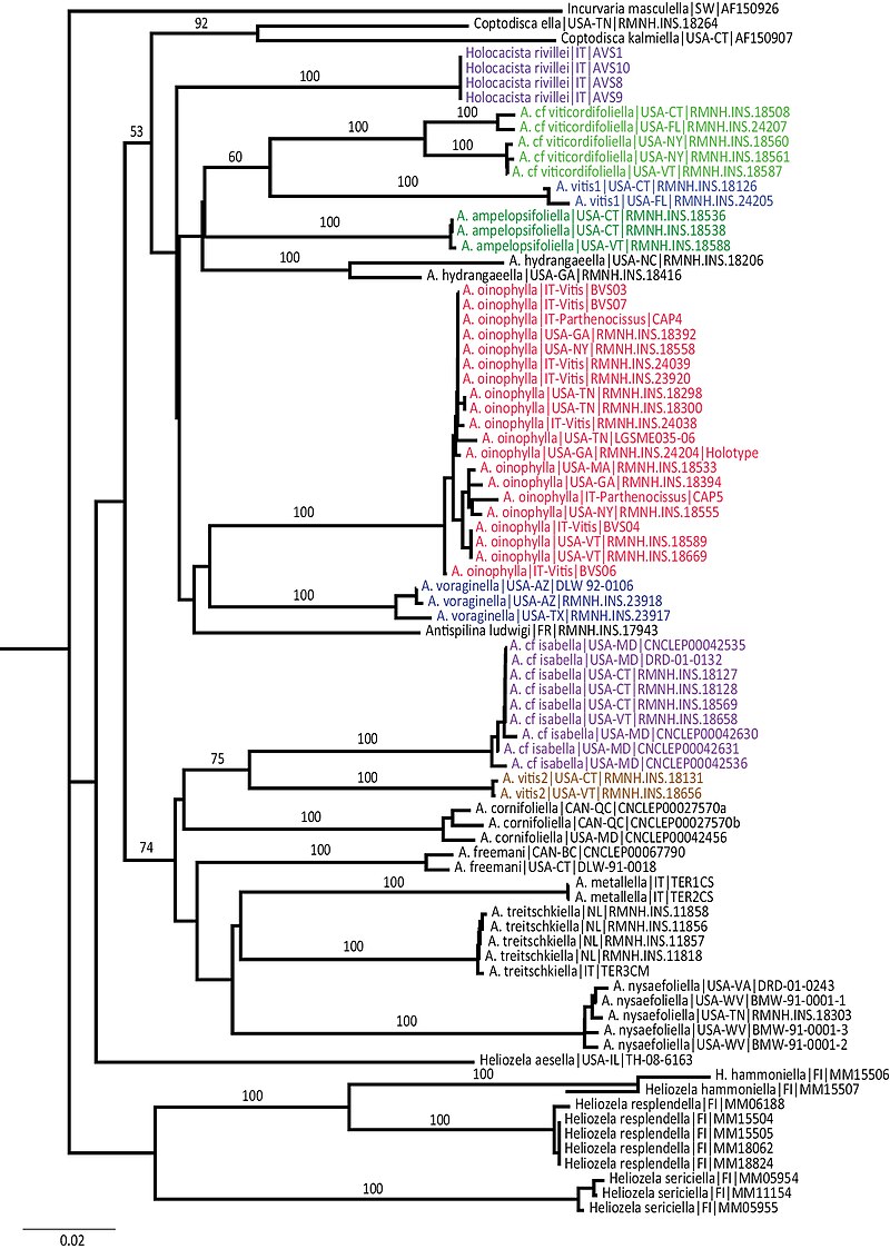 Neighbor-joining phylogenetic tree of Antispila moths based on COI barcodes, with bootstrap support values on branches and colour-coded Vitaceae-feeding clusters