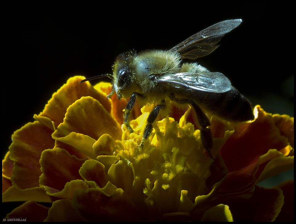 A European honeybee (Apis mellifera) forager on a flower, showing the characteristic striped abdomen and pollen-collecting hind legs