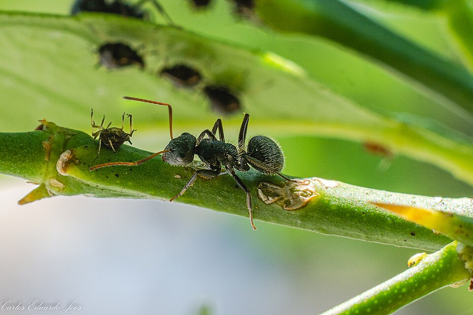 Black garden ant worker on a leaf surface