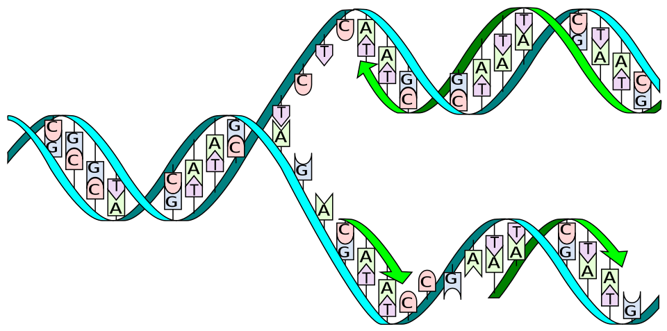 Diagram of a DNA replication fork showing the leading and lagging strand synthesis, with nucleotide base pairing and 5' to 3' directionality