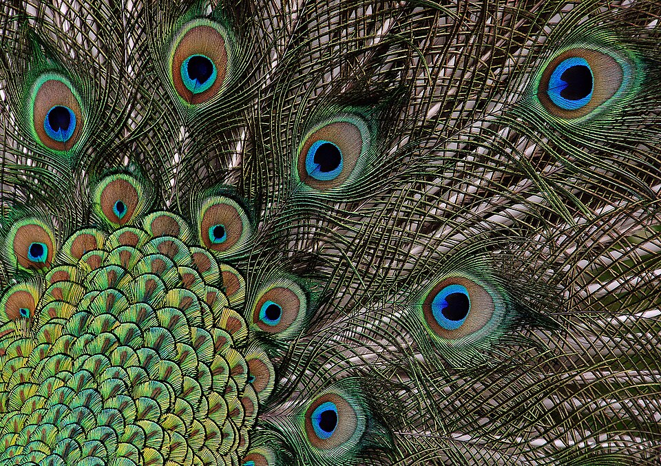 An Indian peafowl (Pavo cristatus) displaying its iridescent tail feathers in a full fan courtship display