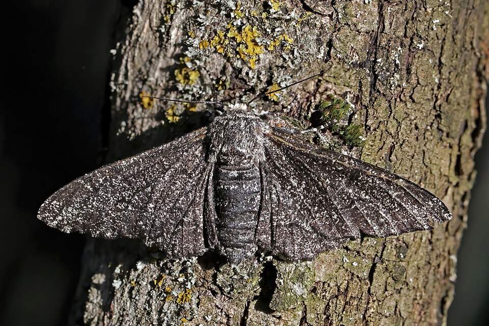 Female peppered moth resting on lichen-covered bark, showing cryptic pale speckled coloration