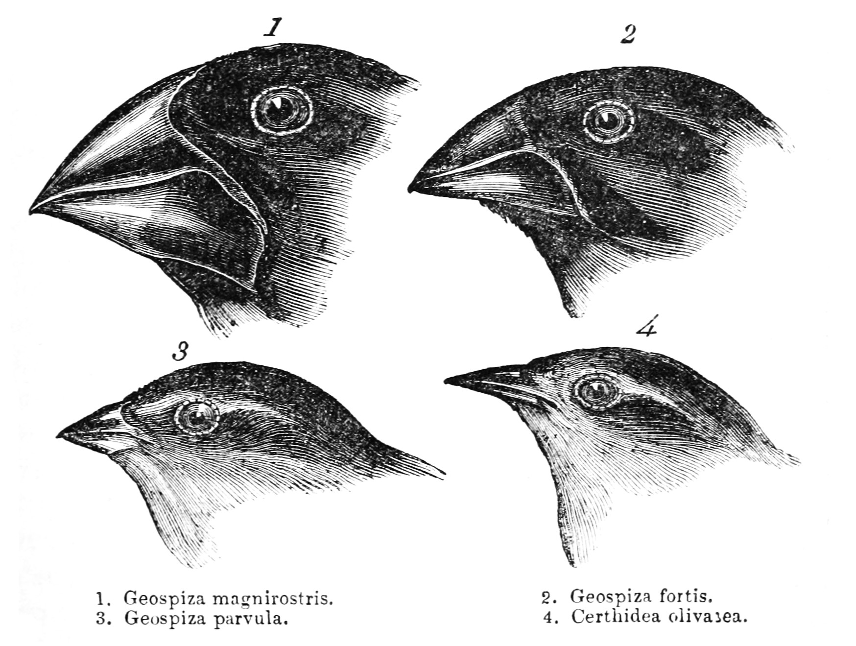 Four species of Darwin's finches drawn by John Gould, showing variation in beak size and shape