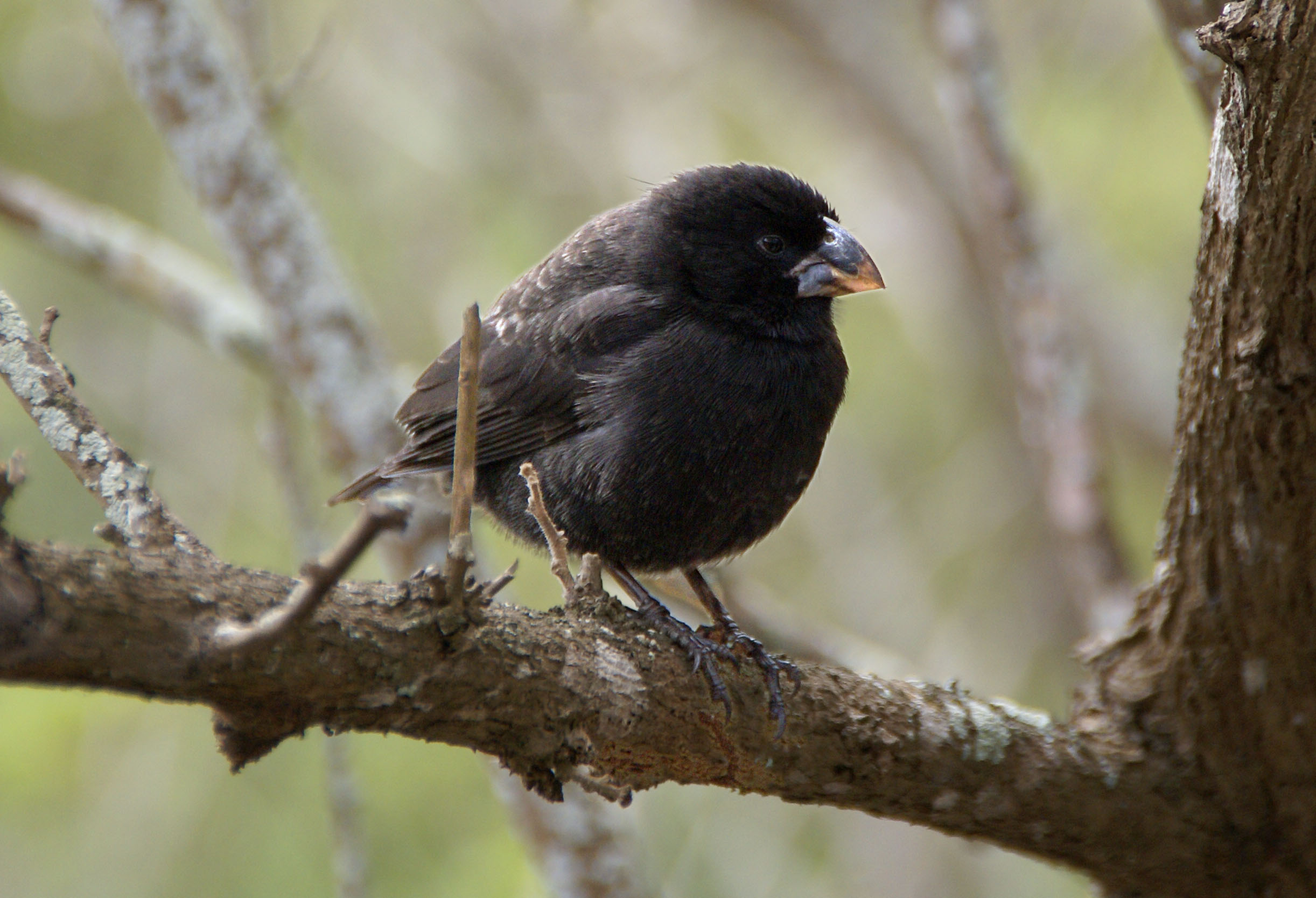 Medium ground finch (Geospiza fortis) perched on a branch in the Galapagos Islands