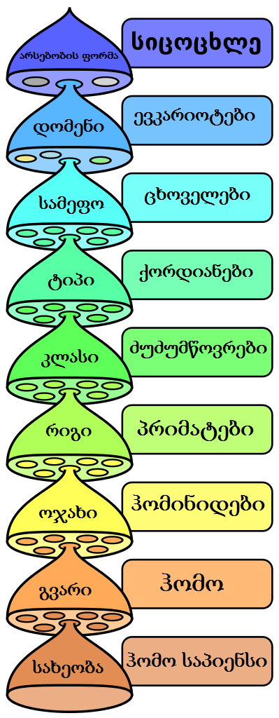 Diagram showing the nested hierarchy of biological classification