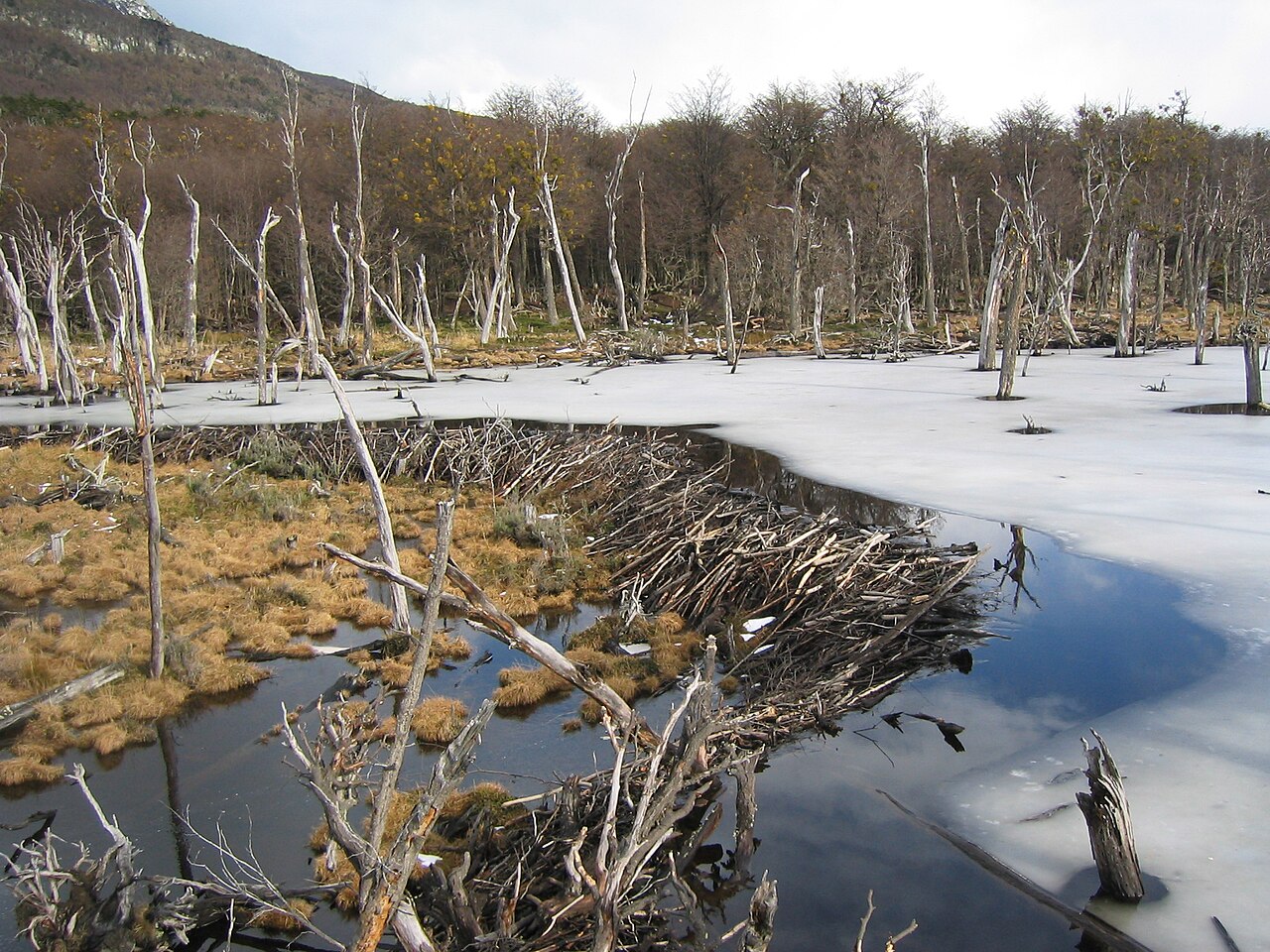 Image of beaver dam near Ushuaia, Argentina.