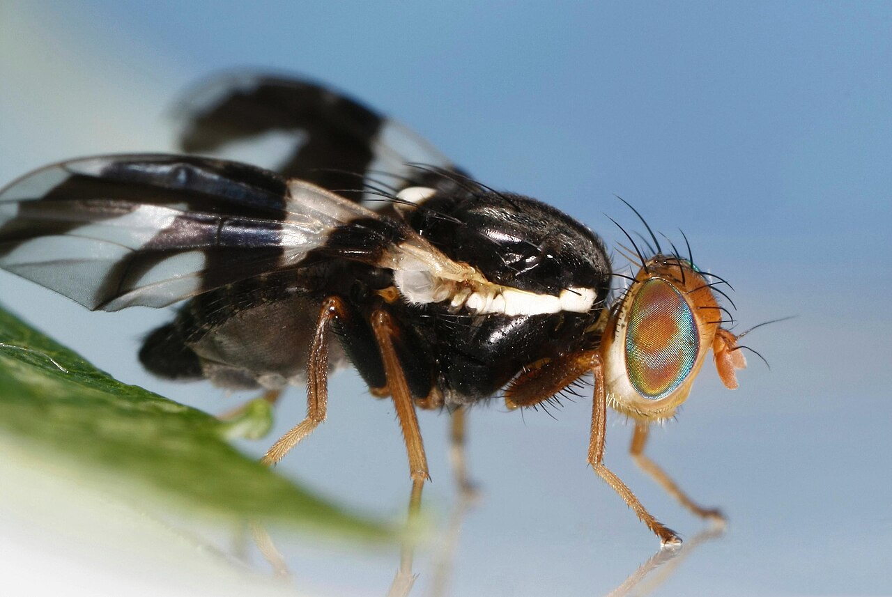 Rhagoletis pomonella, the apple maggot fly, a textbook example of observed sympatric speciation in progress