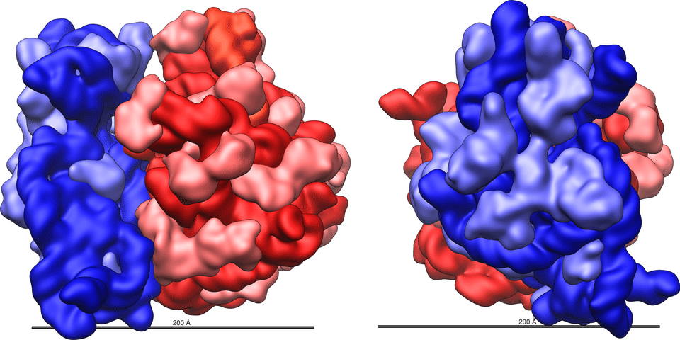 Structure of the E. coli 70S ribosome showing the large 50S subunit in red and small 30S subunit in blue with labeled RNA and protein components