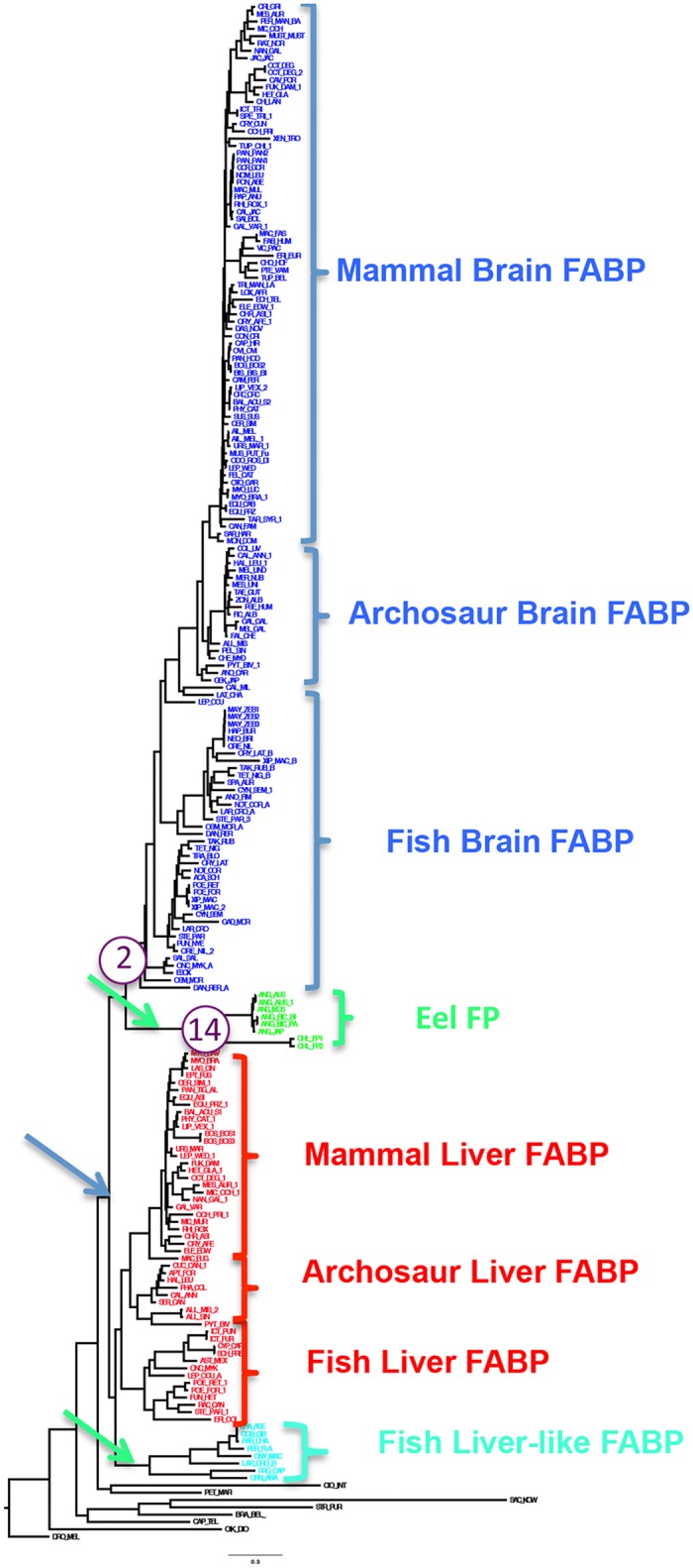 Illustration related to paralogous genes