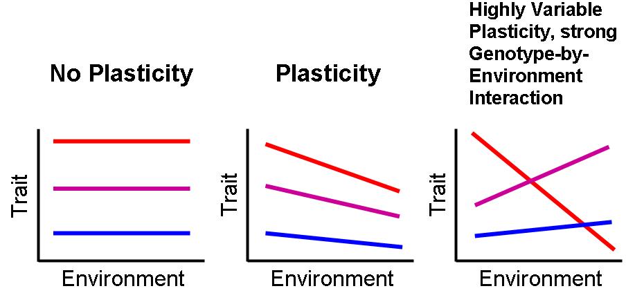 Color diagram illustrating the ability of one genotype to produce more than one phenotype when exposed to different environments.
