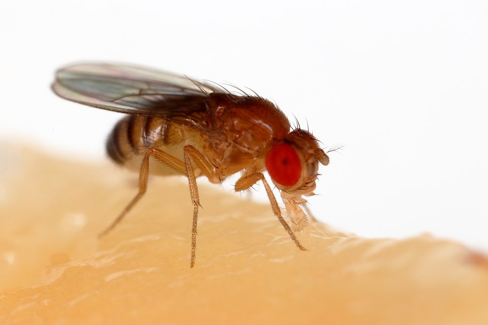Close-up photograph of a Drosophila melanogaster fruit fly feeding on a banana, showing the characteristic red compound eyes and transparent wings