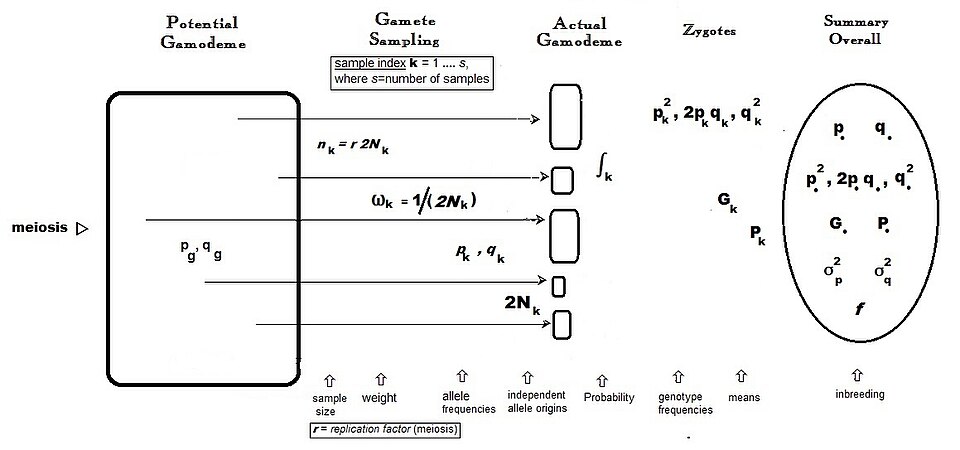 Simulation of genetic drift showing random fluctuation of allele frequencies across ten replicate populations over fifty generations