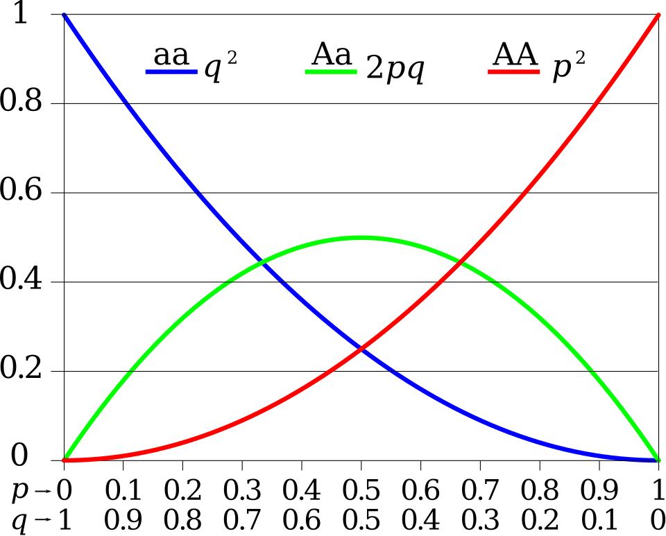 Graph showing Hardy-Weinberg genotype frequencies for two alleles, with curves for AA homozygotes, heterozygotes, and aa homozygotes as allele frequency p varies from 0 to 1