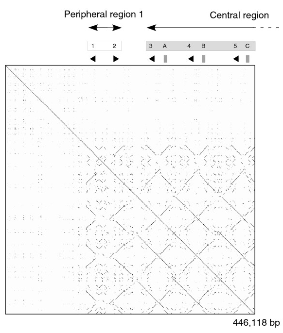 Visualization of gene and pseudogene regions in a genome