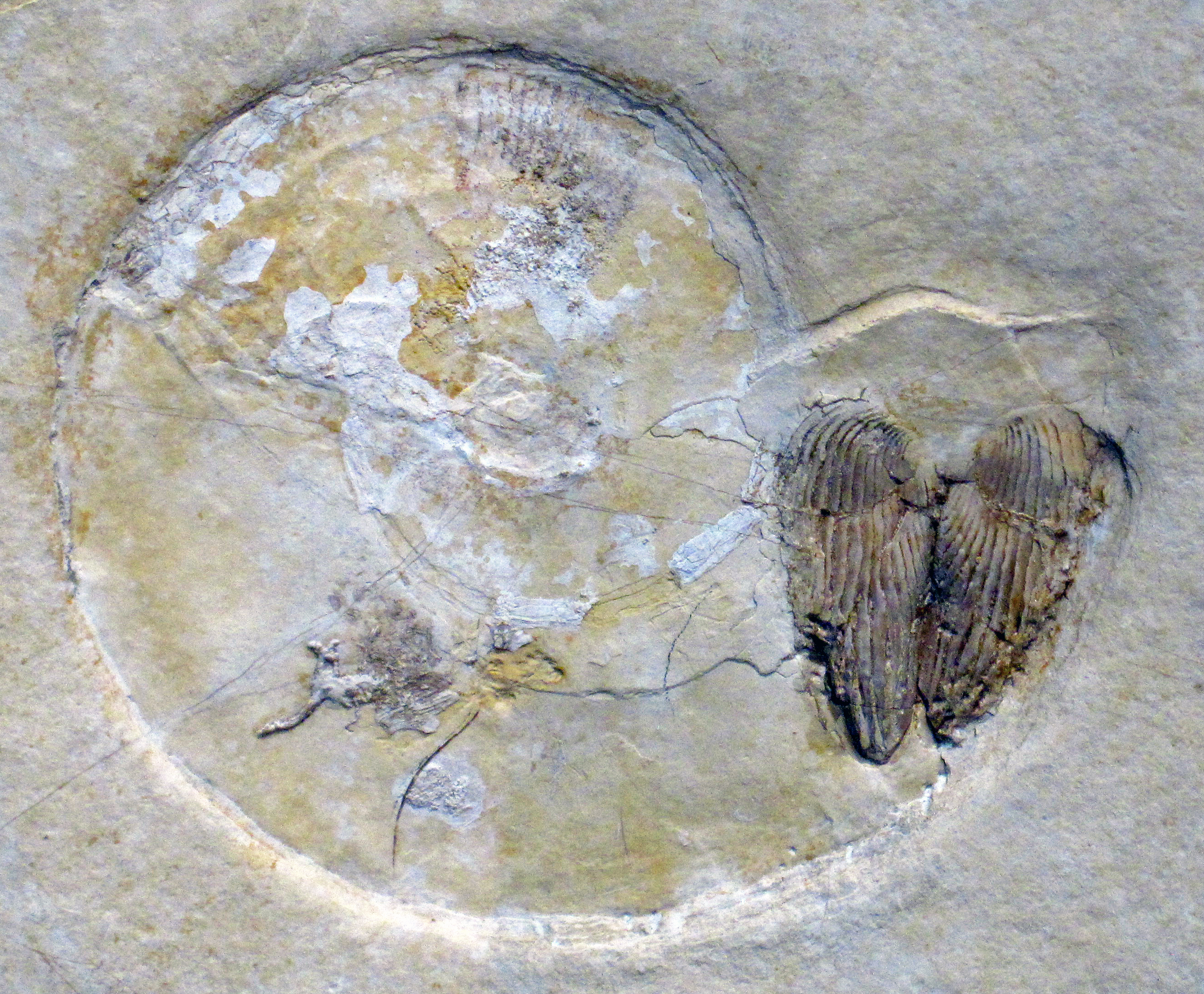 Fossil ammonite from the Upper Jurassic Solnhofen Limestone of Bavaria, Germany, showing the coiled shell with suture lines and in-situ preservation
