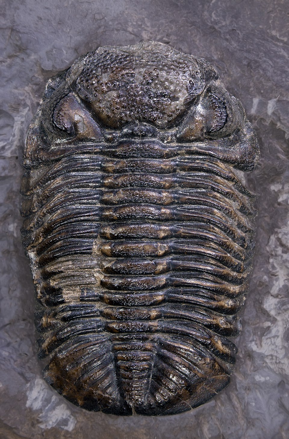 Fossil specimen of Phacops rana trilobite showing schizochroal compound eyes and enrolled posture