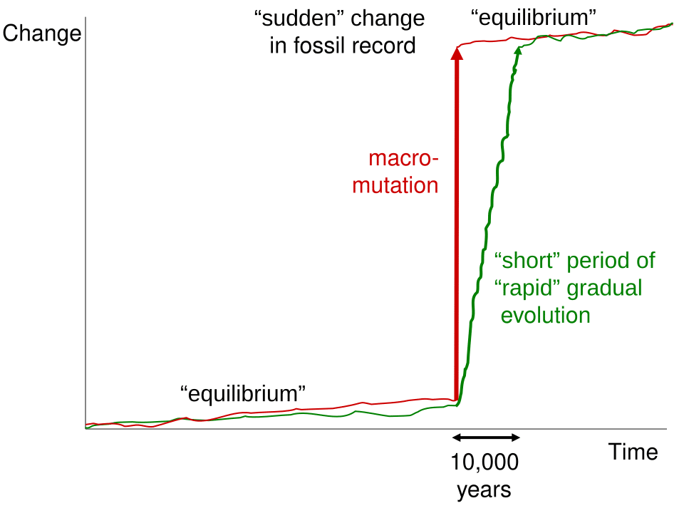 Diagram contrasting punctuated equilibrium with phyletic gradualism, showing branching lineages with long periods of stasis interrupted by rapid change versus continuous gradual transformation