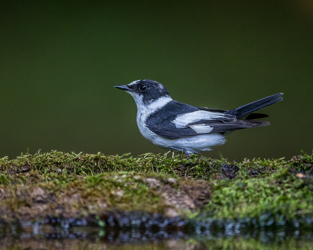 Flycatcher species in a hybrid zone showing reproductive character displacement