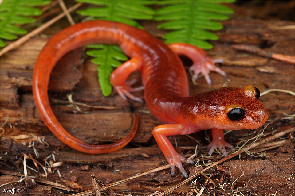 Monterey Ensatina salamander (Ensatina eschscholtzii eschscholtzii), a brownish-orange lungless salamander from coastal California
