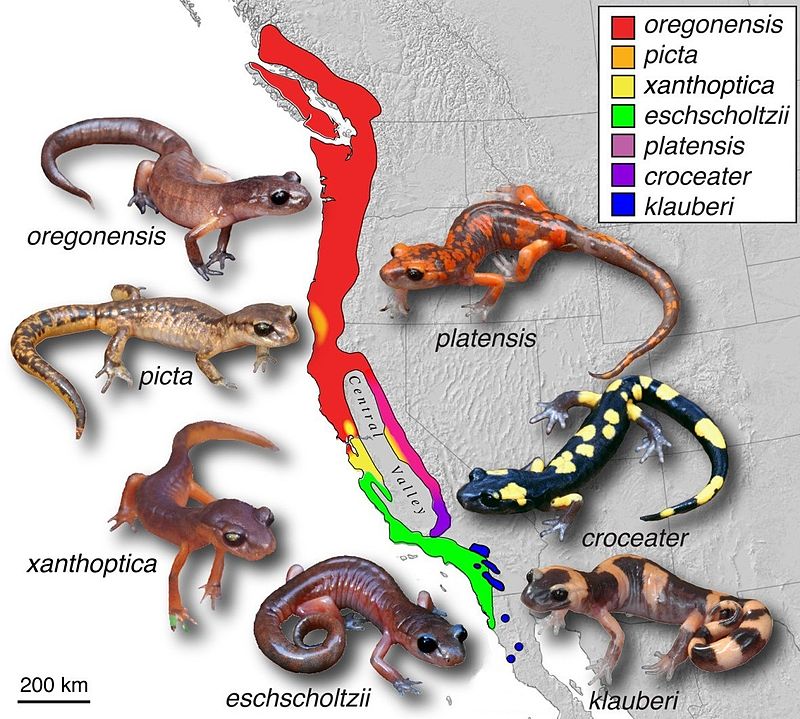 Map showing the ring species distribution of Ensatina eschscholtzii subspecies around California's Central Valley, with colour-coded populations along the two arms of the ring
