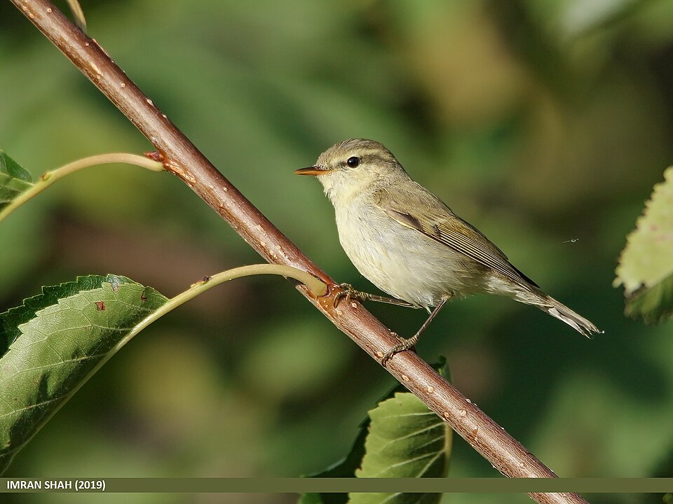 Greenish warbler (Phylloscopus trochiloides) perched on a branch, showing olive-green upperparts and pale underparts
