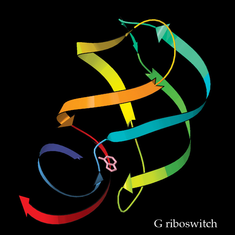 Three-dimensional ribbon structure of a G riboswitch RNA molecule, colored from blue at the 5-prime end to red at the 3-prime end, showing extensive folding into double-helical regions