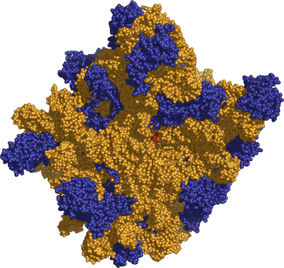 Three-dimensional structure of the large ribosomal subunit (50S) showing ribosomal RNA in orange and ribosomal proteins in blue