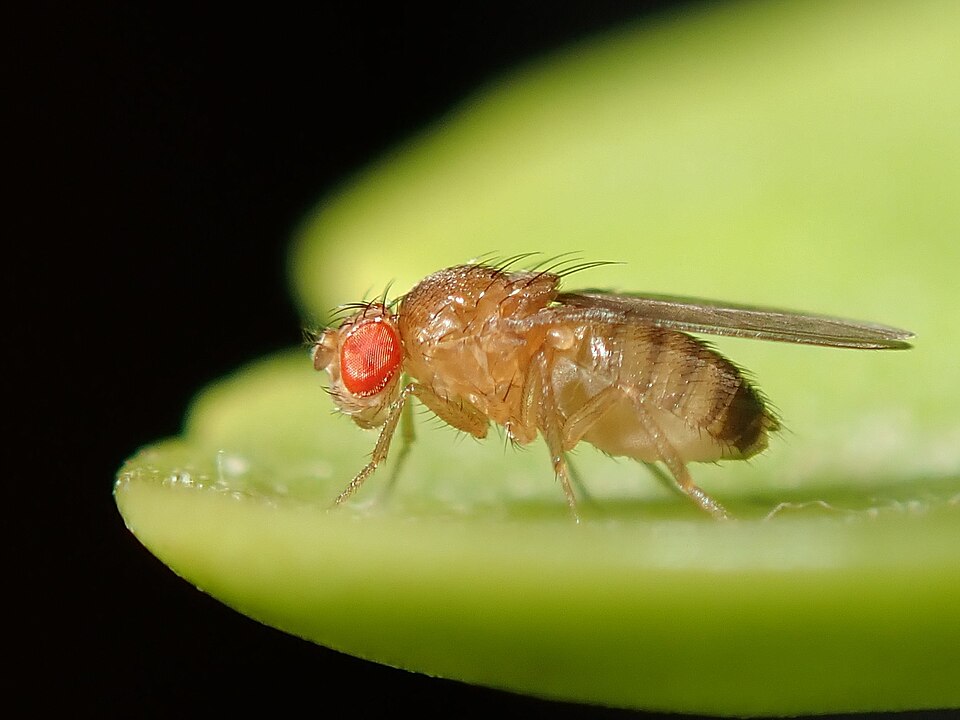 Adult Drosophila melanogaster fruit fly