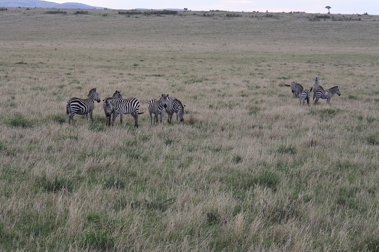 Large herd of zebras on open savanna