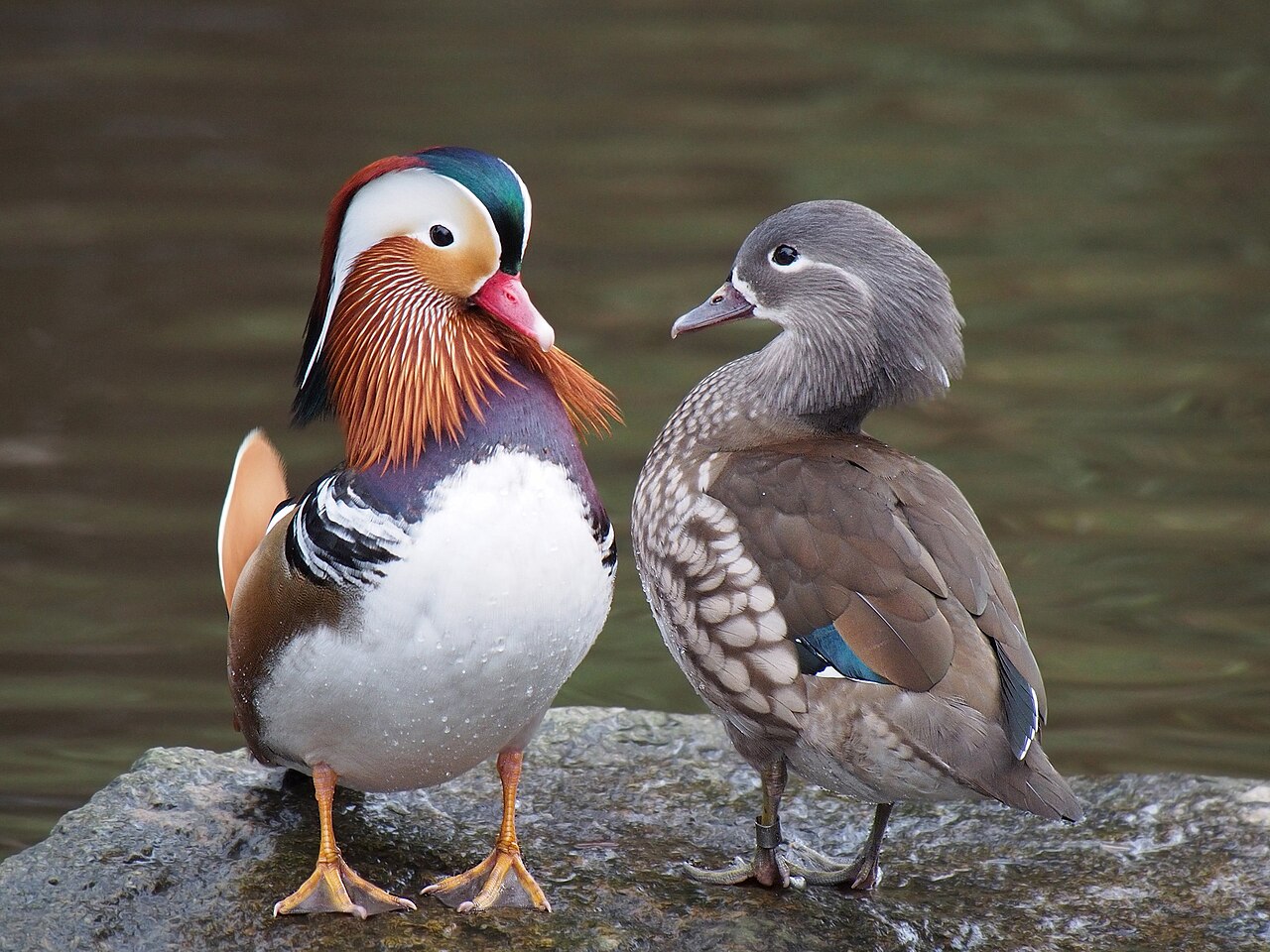 Pair of Mandarin ducks (Aix galericulata), at Martin Mere, Lancashire, UK