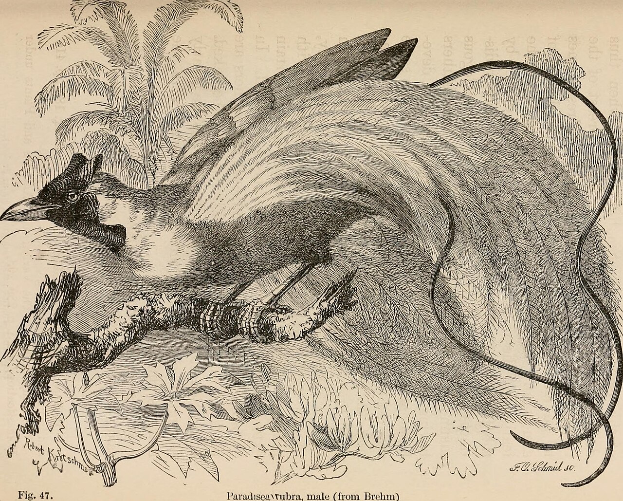 Illustration related to sexual selection mechanisms