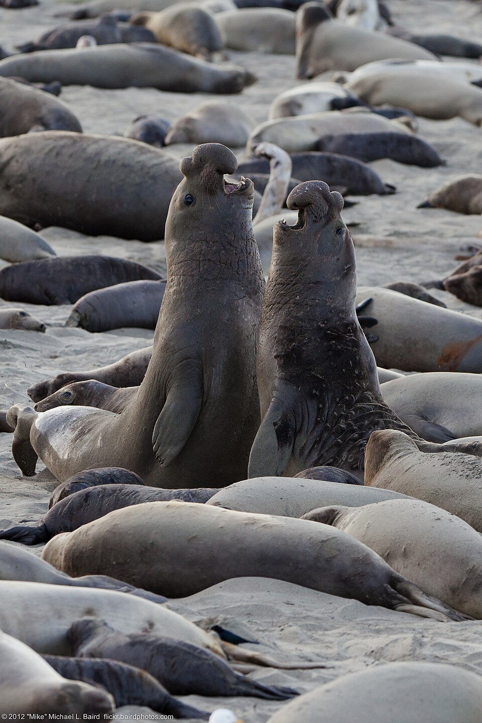 Two male northern elephant seals rearing up and fighting on a beach, displaying massive size and inflated proboscises