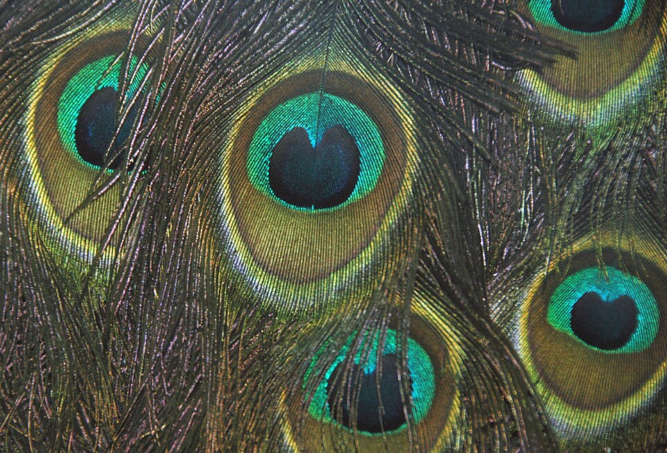 Tail feathers of a male common peafowl (Pavo cristatus) displaying elaborate eyespot pattern
