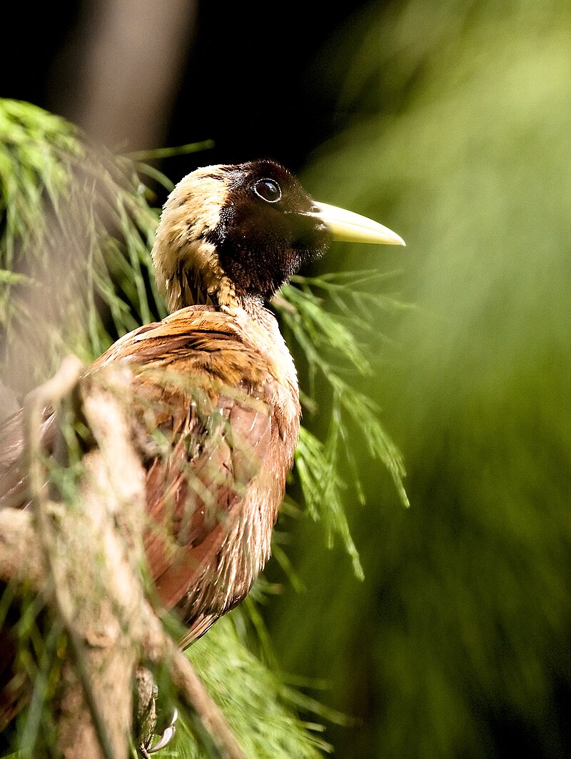 Male red bird of paradise (Paradisaea rubra) displaying elaborate crimson plumes and long tail wires in a forest setting