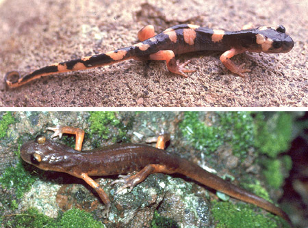Ring species complex showing gradual divergence around a geographic barrier