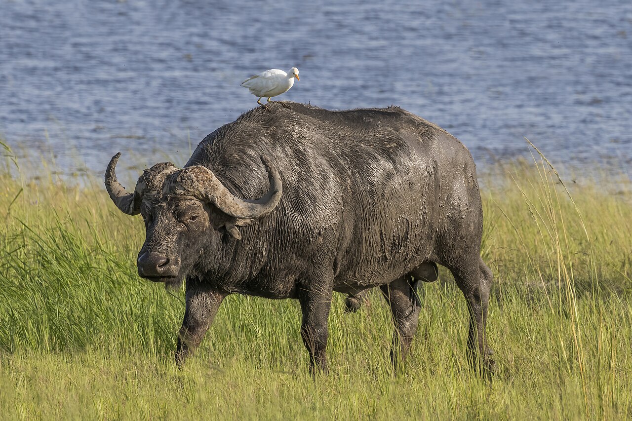 African buffalo (Syncerus caffer caffer) male with a Western cattle egret (Ardea ibis), Chobe National Park, Botswana