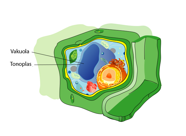 Plant_cell_structure labelling only the vacuole Bahasa Indonesia: Membran vakuola atau tonoplas pada dinding sel tumbuhan