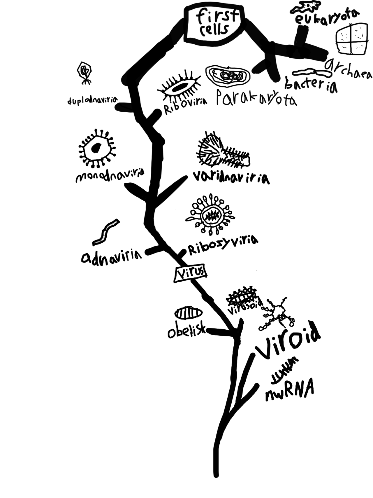 The tree of life is big but with this diagram we can see all domains.