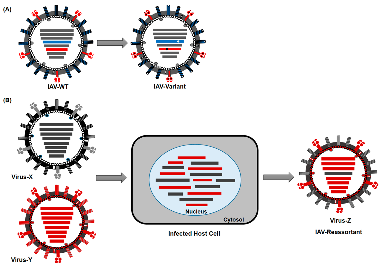 Illustration related to viral evolution