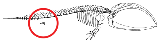 Whale skeleton showing vestigial pelvis and hind limb bones