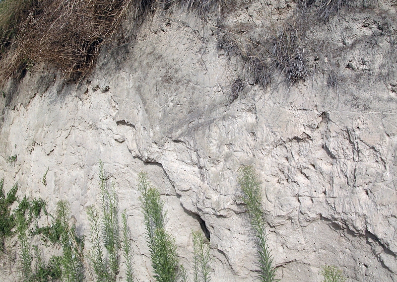 Loess cliff exposure at Kaiserstuhl, Germany