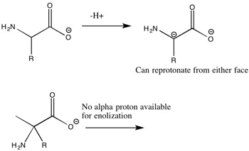 Diagram illustrating the process of amino acid racemization in fossil specimens