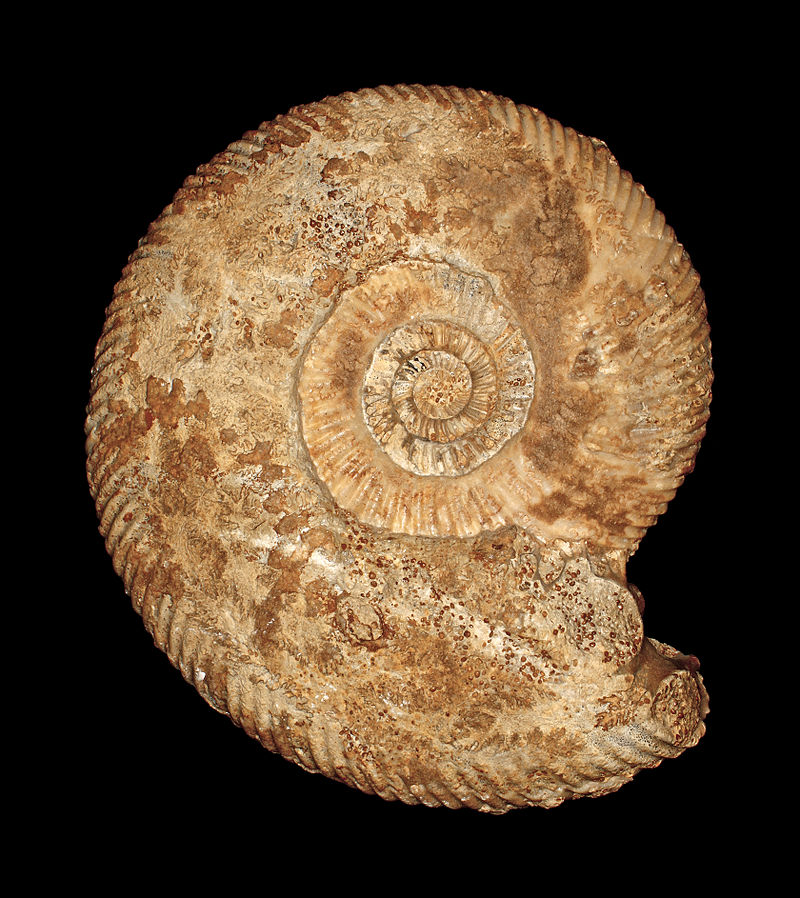 Parkinsonia parkinsoni ammonite fossil showing coiled shell with distinctive ribbing patterns