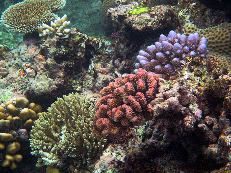 Diverse coral species in the Great Barrier Reef, Queensland, Australia