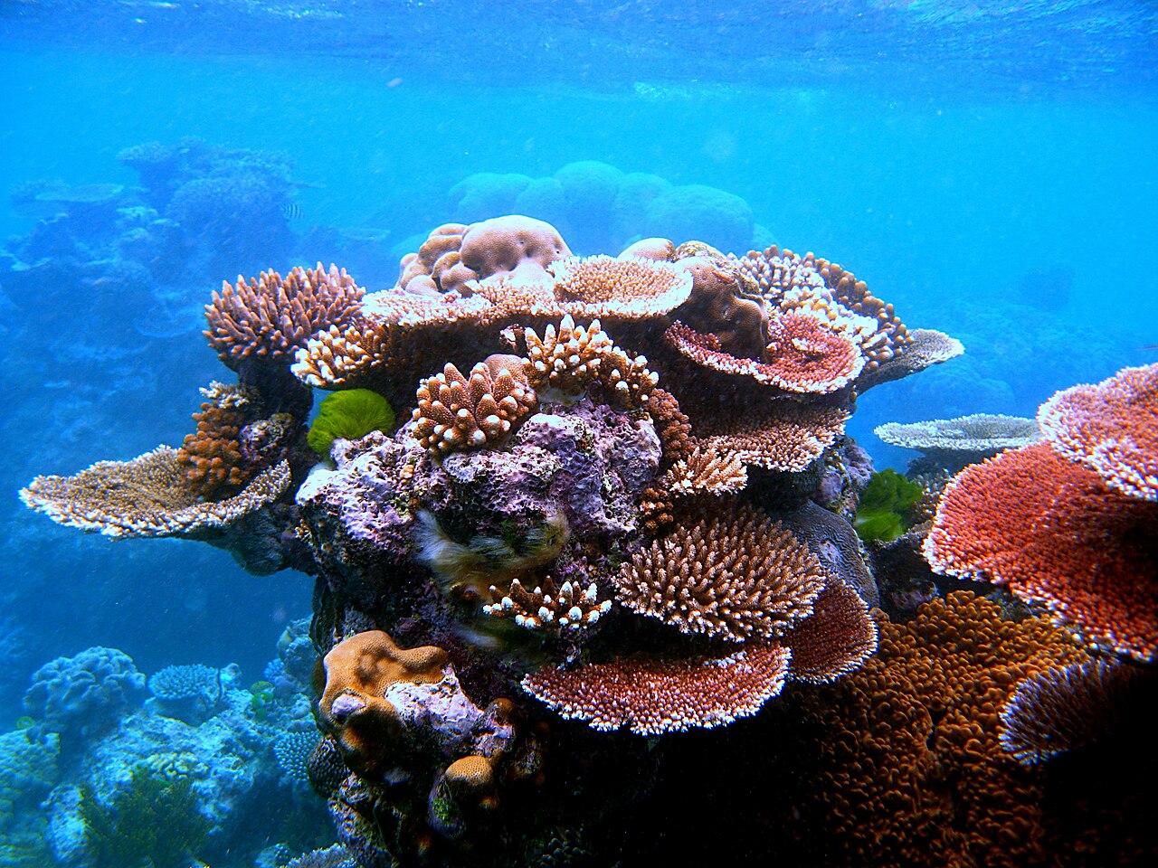 A cross-section of a coral core showing annual growth bands used for chronological dating