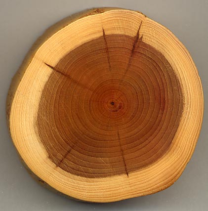A cross-section of a tree trunk showing clearly visible annual growth rings used in dendrochronology