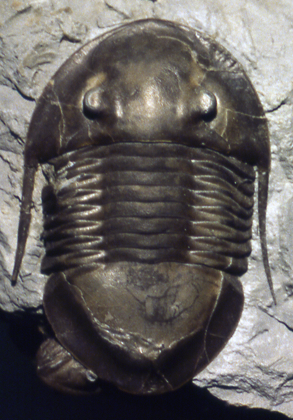 Isotelus maximus trilobite fossil from the Upper Ordovician of Ohio