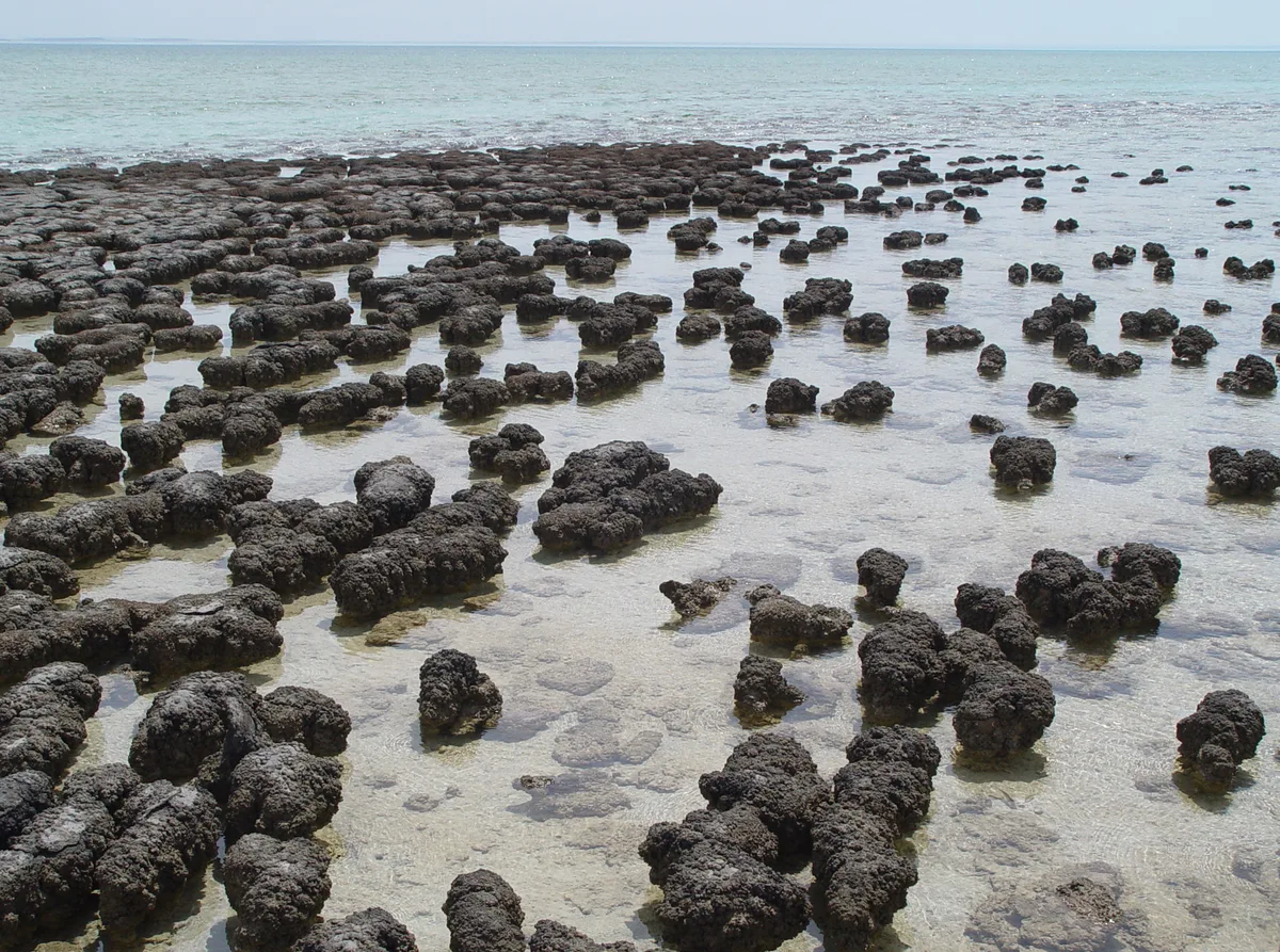 Living stromatolites growing in the shallow waters of Hamelin Pool, Shark Bay, Western Australia