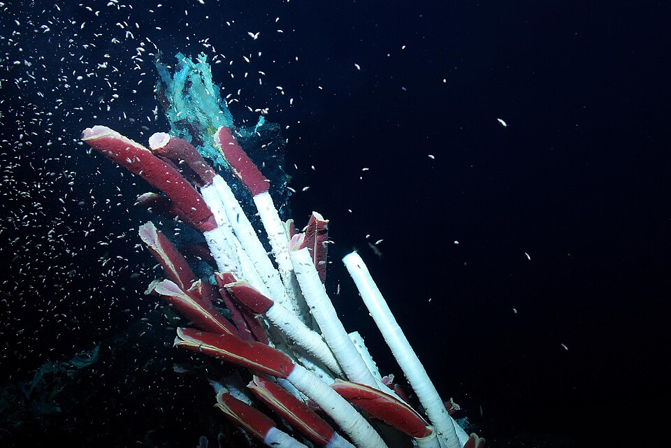 Giant tube worms (Riftia pachyptila) clustered around a hydrothermal vent on the East Pacific Rise