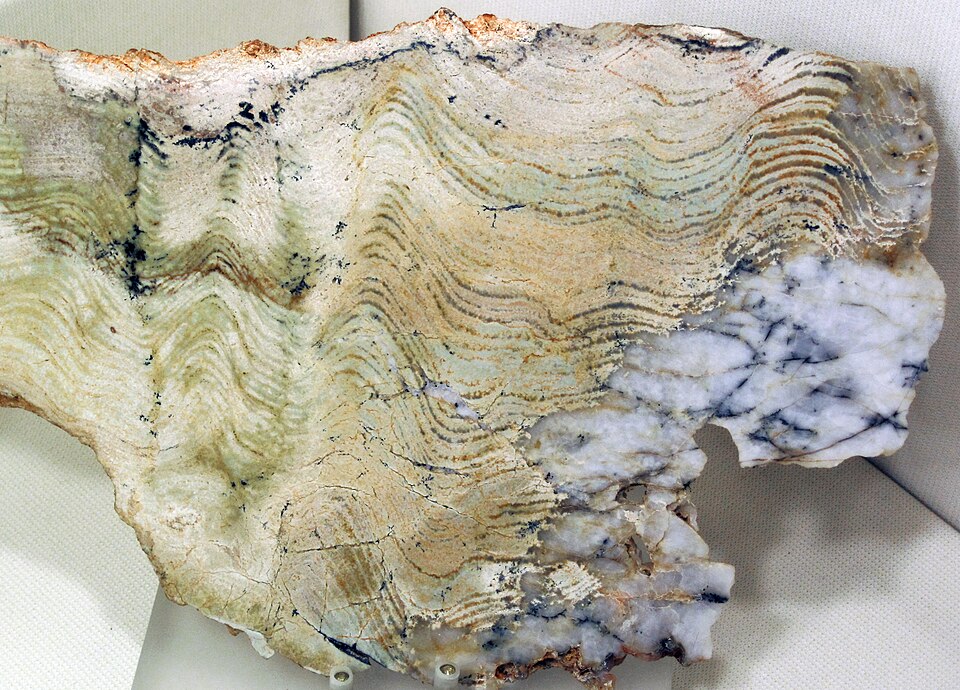 Stromatolite from the Strelley Pool Formation, Paleoarchean, Pilbara Craton, Western Australia, approximately 3.35 to 3.46 billion years old